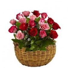 Elegant Red Pink Roses - 24 Stems Basket